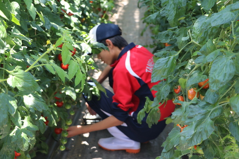 野菜班3